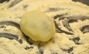 Squeeze the filling on all sides to look like a cake. Put starch on a plate (you can use flour or breadcrumbs), roll pancakes in it.