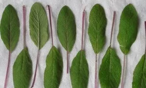 Wash and dry the sage leaves.